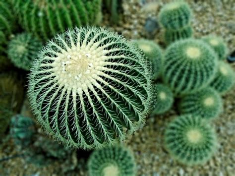Plants need a lot water to survive, otherwise they die. صور نباتات الصحراوية , اجمل نبات صحراوي بالصور - الغدر ...