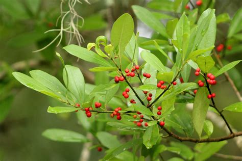 Dahoon Holly Ilex Cassine Seminole Ranch Conservation Ar Flickr