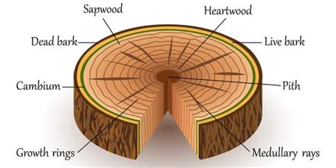 Internal Structure Of Wood Plantlet