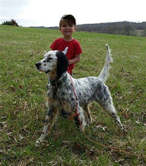 Cash Llewellin Setters Iowa Our Dogs Dogs English Setter Dogs Puppies