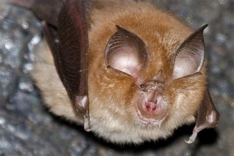 Home Bat Conservation Trust