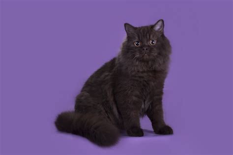 British Longhair Cat Breed Size Appearance And Personality