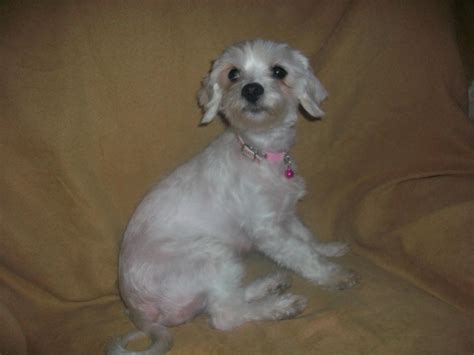 Poor Shaved Willow Maltese Dogs Forum Spoiled Maltese Forums
