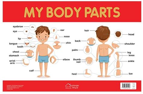 My Body Parts Chart Early Learning Educational Chart For Kids Jltstore