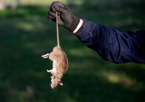 Comment Tuer Un Rat Avec Du Sel Le Guide Complet