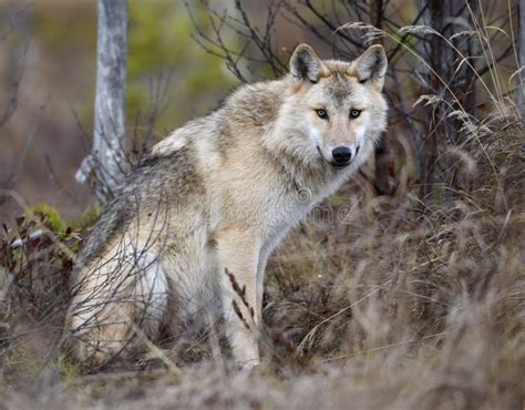Eurasian Wolf Scientific Name Canis Lupus Lupus Stock Photo Image