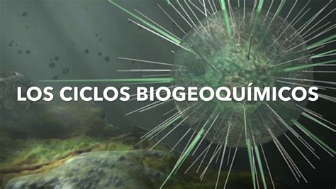 Los Microorganismos En Los Ciclos Biogeoquímicos Youtube