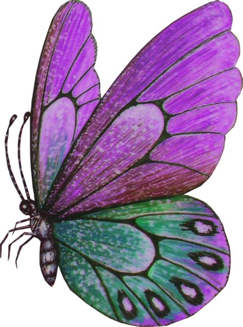 Tubes Papillons Page 5 Butterfly Art Drawing Beautiful Butterflies Art Butterfly Art Painting