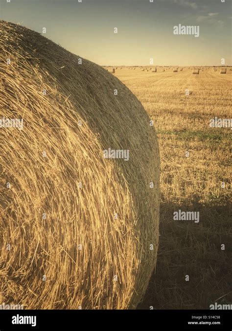 Large Round Hay Bales In A Field Stock Photo Alamy