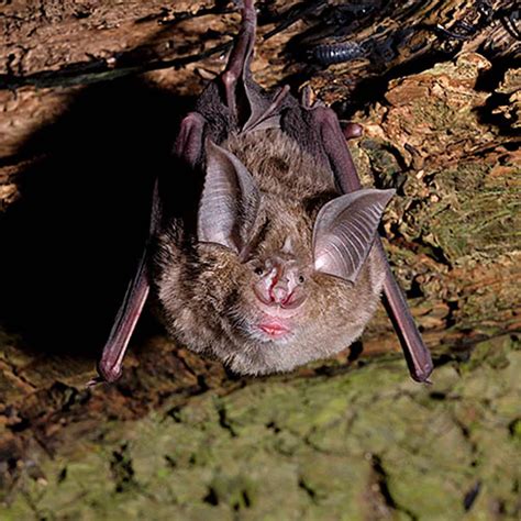 Study Unravels Key Behind Bats Superpowers British Wildlife Super