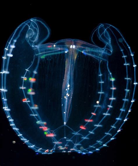 8 Beautiful Bioluminescent Creatures From The Sea Deep Sea Creatures