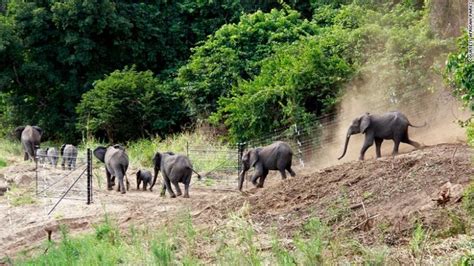 Malawi Is Moving 500 Elephants Across The Country Cnn Elephant
