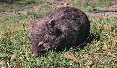 Common Wombat Australian Animals Nsw National Parks Nsw National