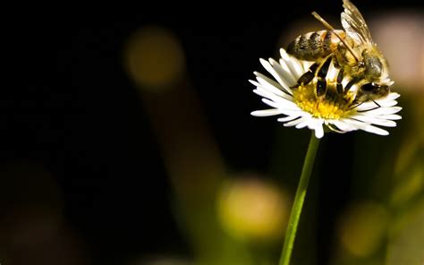 Bee Wallpaper And Background Image 1680x1050 Id406004