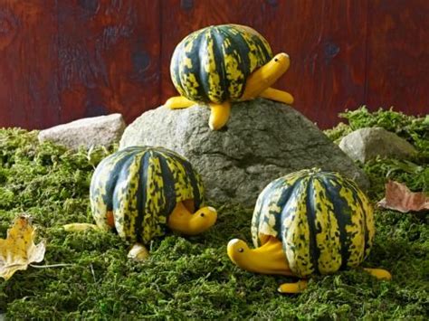Funny Animal Pumpkin Without Carving ~ Art Projects Art Ideas