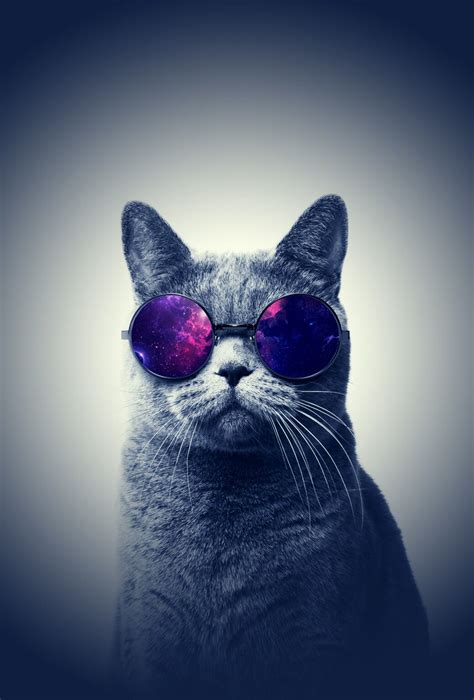 Cool Cat Desktop Wallpapers Top Free Cool Cat Desktop Backgrounds
