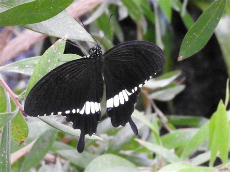 Papilio Polytes Kleiner Mormone Papilio Polytes C Mari Flickr