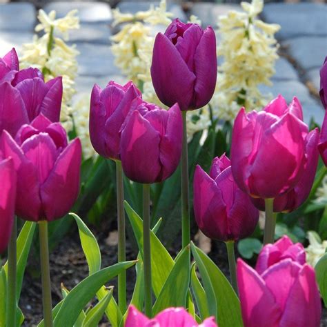 Tulip Purple Prince White Flower Farm