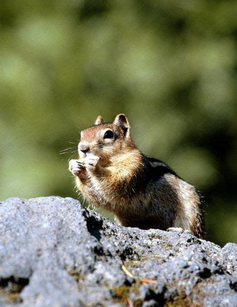 Chipmunks Commonly Live Near People And Their Homes But They Present