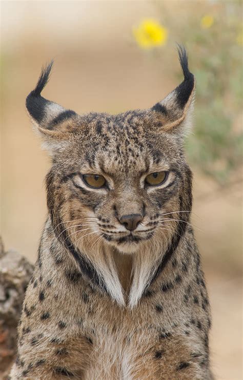 Spains Missing Lynx A Search For The Rarest Cat On Earth Financial