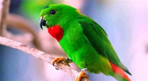 Download mp3 suara burung betina gratis, ada 14 daftar lagu suara burung betina yang bisa anda download. DOWNLOAD Suara Burung Serindit Gacor Pikat Master MP3 | HARGA