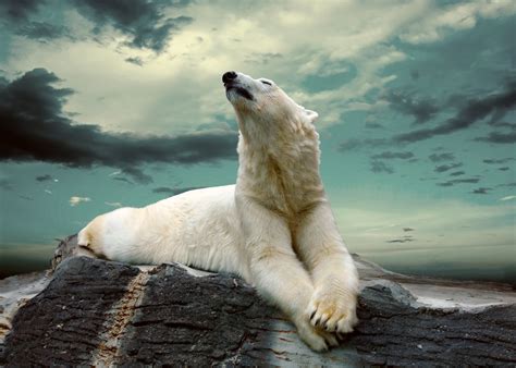 Polar Bear 4k Ultra Hd Wallpaper Background Image