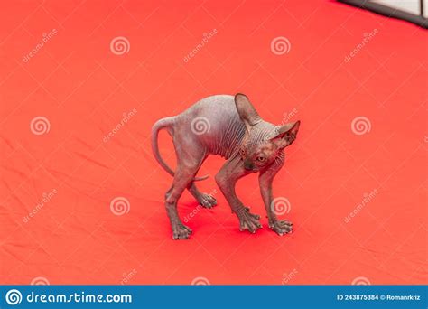 Sphynx Cat A Small Two Month Old Kitten Hairless Cat Breed Stock