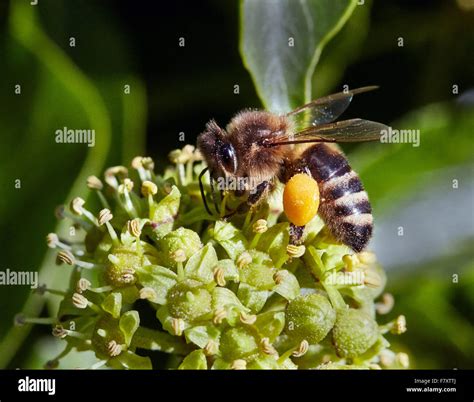 Honeybee Hi Res Stock Photography And Images Alamy