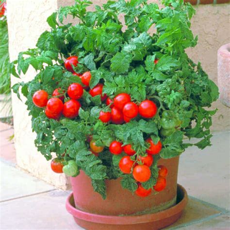 Tomato Patio Hybird Osc Seed Garden Girl Regina