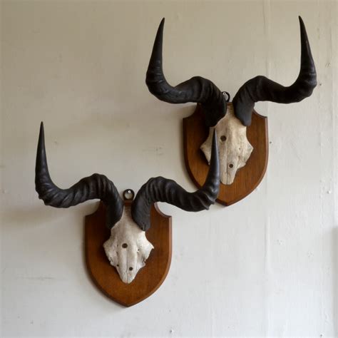 A Pair Of Edwardian Hartebeest Horns