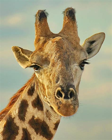 Giraffe Face Photograph By Tom Cheatham