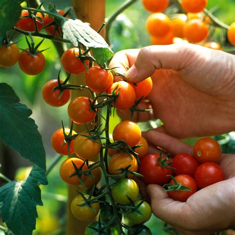 Trucs Et Astuces Pour Cultiver Des Tomates Cerise Cultiver Des