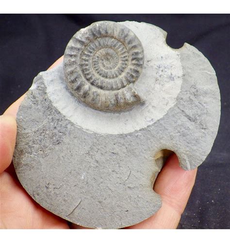 Fossils For Sale Fossils Jurassic Ammonite From Redcar
