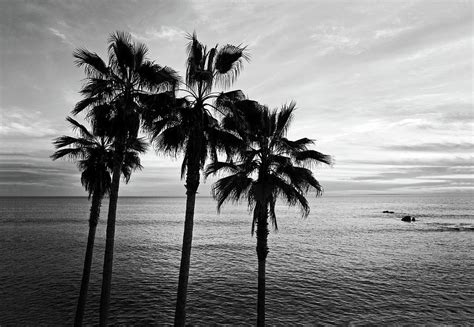 Palm Trees And Ocean Black And White Photography Photograph By Anna