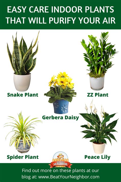 Easy Care Indoor Plants That Purify The Air Easy Care Indoor Plants