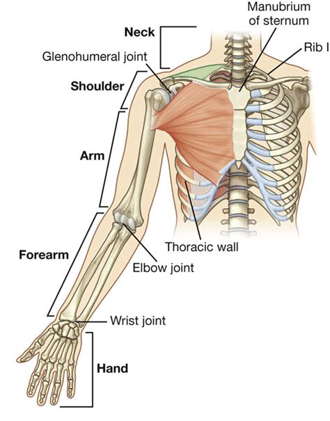 Anterior View Of Upper Limb