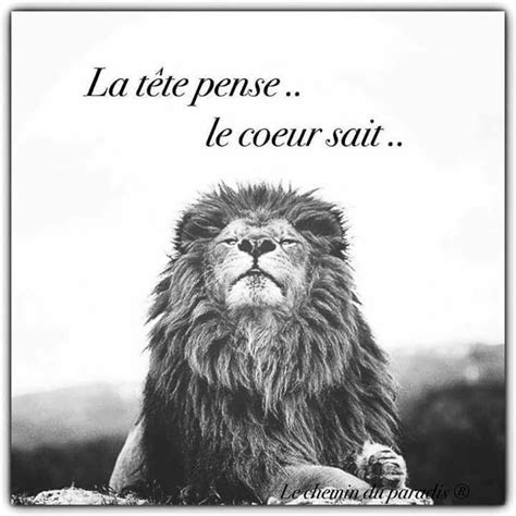 51 Proverbe Sur Le Lion