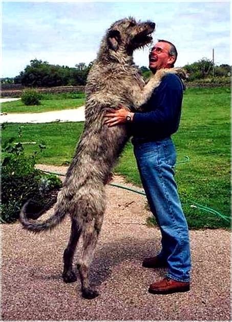 Dogs Taller Than The Man 4 Pictures Amazing Pictures
