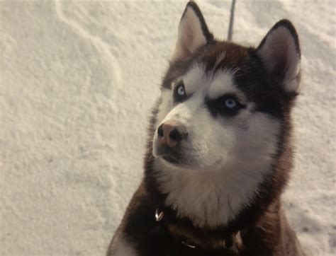Demon From Snow Dogs Siberian Huskies Photo 32171002 Fanpop