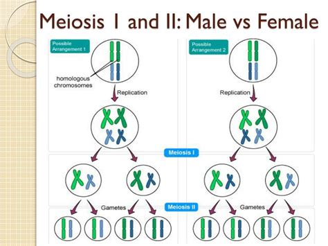 Ppt Meiosis Powerpoint Presentation Free Download Id 2115638