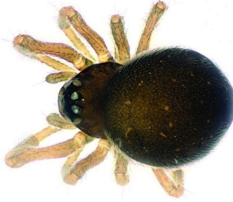 Adorably Chubby Mini Spider Species Discovered In China Wired