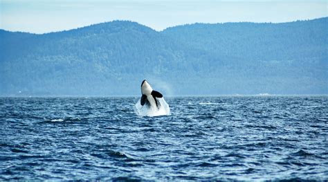 Whale Watching Die Besten Spots And Tipps 2024 Mit Touren And Karte