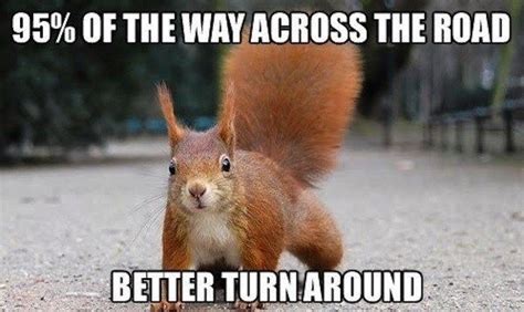 30 Squirrels Memes And Photos That Will Drive You Nuts I Can Has
