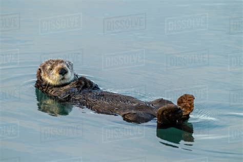 Usa California Morro Bay Sea Otter Floating On Back In Ocean