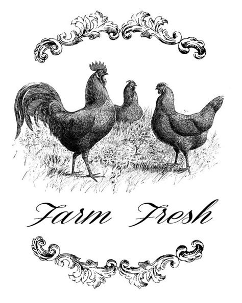 Farm Fresh Three Chickens Vintage Transfer Image Chicken Printable