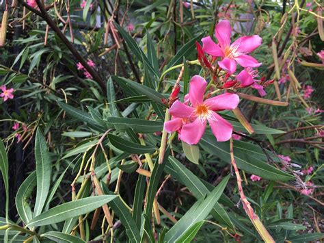 Nerium Oleander Oleander