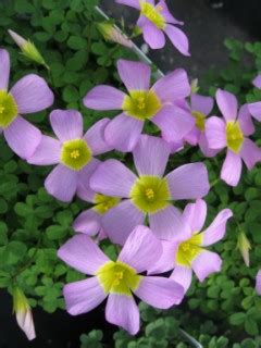 We're absolutely captivated by their uniquely colored we've reintroduced a hanging pot of this plant to our tropical garden collection early last november and today the clumps have multiplied beautifully. Oxalis obtusa - The Bulb Maven