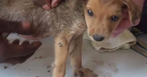 Sickening Moment 120 Worms Burst Out Of Puppys Skin Filmed By Vet