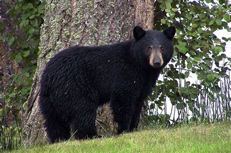 What To Do If You See A Black Bear In Your Yard 9 Tips Wildlife