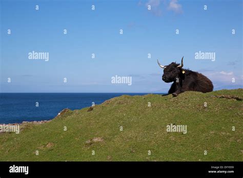 Black Highland Cow Overlooking Sea On Isle Of Mull Scottish Islands Scotland Uk Stock Photo
